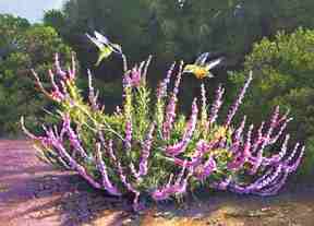 Hummingbirds with Wooley Blue Curls